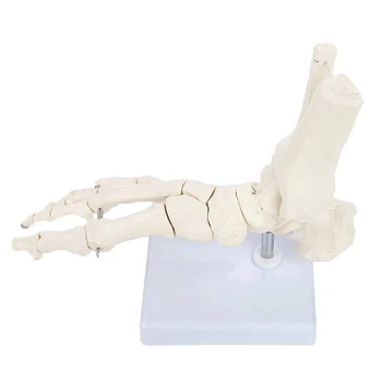 Модель скелетной стопы с костью голеностопного сустава и суставами, связанными проволокой, показывающей естественный диапазон движений, приходит на базу